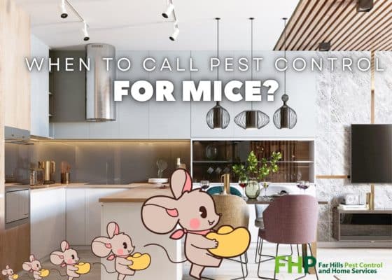 When should you call pest control for mice