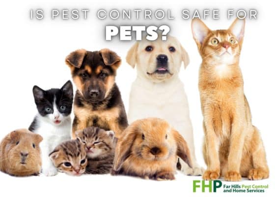 Is Pest Control Safe for Pets