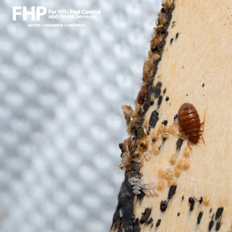 Bed Bug Control