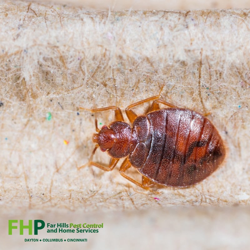Bed Bug Removal
